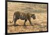 Bengal tiger (Panthera tigris tigris), Bandhavgarh National Park, Madhya Pradesh, India, Asia-Sergio Pitamitz-Framed Photographic Print