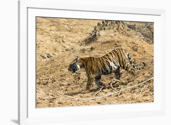 Bengal tiger (Panthera tigris tigris), Bandhavgarh National Park, Madhya Pradesh, India, Asia-Sergio Pitamitz-Framed Photographic Print