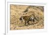 Bengal tiger (Panthera tigris tigris), Bandhavgarh National Park, Madhya Pradesh, India, Asia-Sergio Pitamitz-Framed Photographic Print