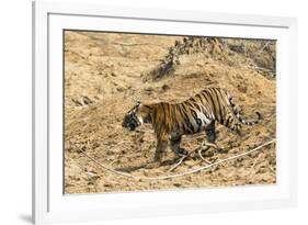 Bengal tiger (Panthera tigris tigris), Bandhavgarh National Park, Madhya Pradesh, India, Asia-Sergio Pitamitz-Framed Photographic Print