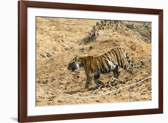 Bengal tiger (Panthera tigris tigris), Bandhavgarh National Park, Madhya Pradesh, India, Asia-Sergio Pitamitz-Framed Photographic Print