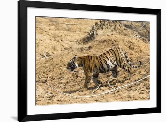 Bengal tiger (Panthera tigris tigris), Bandhavgarh National Park, Madhya Pradesh, India, Asia-Sergio Pitamitz-Framed Photographic Print