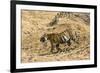 Bengal tiger (Panthera tigris tigris), Bandhavgarh National Park, Madhya Pradesh, India, Asia-Sergio Pitamitz-Framed Photographic Print