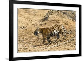 Bengal tiger (Panthera tigris tigris), Bandhavgarh National Park, Madhya Pradesh, India, Asia-Sergio Pitamitz-Framed Photographic Print