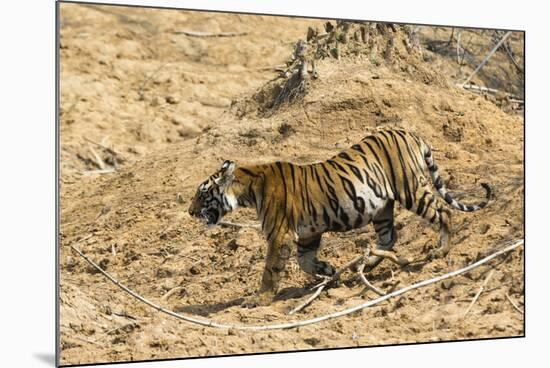 Bengal tiger (Panthera tigris tigris), Bandhavgarh National Park, Madhya Pradesh, India, Asia-Sergio Pitamitz-Mounted Photographic Print