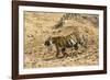 Bengal tiger (Panthera tigris tigris), Bandhavgarh National Park, Madhya Pradesh, India, Asia-Sergio Pitamitz-Framed Photographic Print