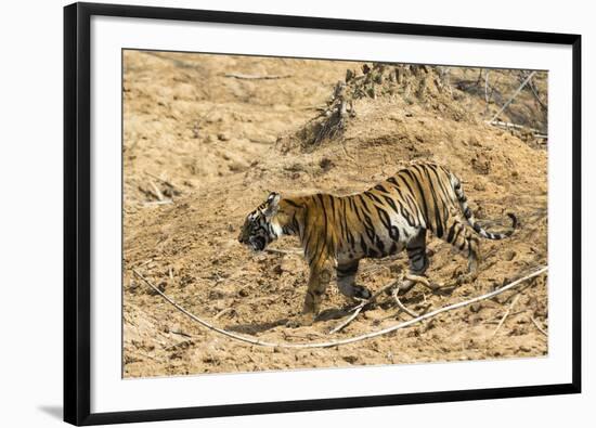 Bengal tiger (Panthera tigris tigris), Bandhavgarh National Park, Madhya Pradesh, India, Asia-Sergio Pitamitz-Framed Photographic Print