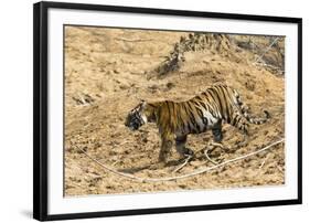 Bengal tiger (Panthera tigris tigris), Bandhavgarh National Park, Madhya Pradesh, India, Asia-Sergio Pitamitz-Framed Photographic Print