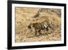 Bengal tiger (Panthera tigris tigris), Bandhavgarh National Park, Madhya Pradesh, India, Asia-Sergio Pitamitz-Framed Photographic Print