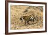 Bengal tiger (Panthera tigris tigris), Bandhavgarh National Park, Madhya Pradesh, India, Asia-Sergio Pitamitz-Framed Photographic Print