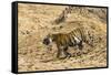 Bengal tiger (Panthera tigris tigris), Bandhavgarh National Park, Madhya Pradesh, India, Asia-Sergio Pitamitz-Framed Stretched Canvas