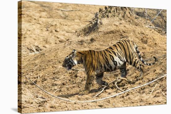 Bengal tiger (Panthera tigris tigris), Bandhavgarh National Park, Madhya Pradesh, India, Asia-Sergio Pitamitz-Stretched Canvas