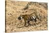 Bengal tiger (Panthera tigris tigris), Bandhavgarh National Park, Madhya Pradesh, India, Asia-Sergio Pitamitz-Stretched Canvas