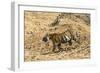 Bengal tiger (Panthera tigris tigris), Bandhavgarh National Park, Madhya Pradesh, India, Asia-Sergio Pitamitz-Framed Photographic Print