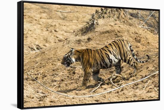 Bengal tiger (Panthera tigris tigris), Bandhavgarh National Park, Madhya Pradesh, India, Asia-Sergio Pitamitz-Framed Stretched Canvas