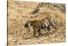 Bengal tiger (Panthera tigris tigris), Bandhavgarh National Park, Madhya Pradesh, India, Asia-Sergio Pitamitz-Stretched Canvas