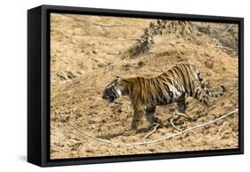 Bengal tiger (Panthera tigris tigris), Bandhavgarh National Park, Madhya Pradesh, India, Asia-Sergio Pitamitz-Framed Stretched Canvas