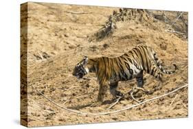 Bengal tiger (Panthera tigris tigris), Bandhavgarh National Park, Madhya Pradesh, India, Asia-Sergio Pitamitz-Stretched Canvas