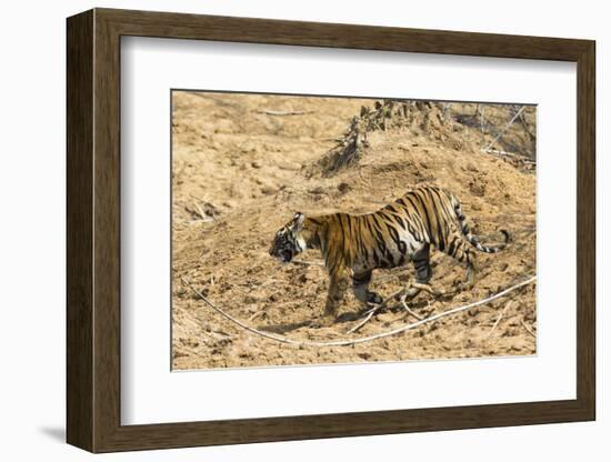 Bengal tiger (Panthera tigris tigris), Bandhavgarh National Park, Madhya Pradesh, India, Asia-Sergio Pitamitz-Framed Photographic Print