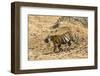 Bengal tiger (Panthera tigris tigris), Bandhavgarh National Park, Madhya Pradesh, India, Asia-Sergio Pitamitz-Framed Photographic Print