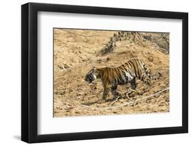 Bengal tiger (Panthera tigris tigris), Bandhavgarh National Park, Madhya Pradesh, India, Asia-Sergio Pitamitz-Framed Photographic Print