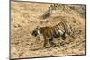 Bengal tiger (Panthera tigris tigris), Bandhavgarh National Park, Madhya Pradesh, India, Asia-Sergio Pitamitz-Mounted Photographic Print