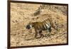 Bengal tiger (Panthera tigris tigris), Bandhavgarh National Park, Madhya Pradesh, India, Asia-Sergio Pitamitz-Framed Photographic Print