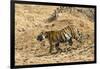 Bengal tiger (Panthera tigris tigris), Bandhavgarh National Park, Madhya Pradesh, India, Asia-Sergio Pitamitz-Framed Photographic Print