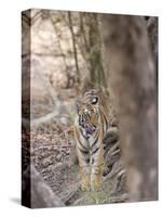 Bengal Tiger, Panthera Tigris Tigris, Bandhavgarh National Park, Madhya Pradesh, India-Thorsten Milse-Stretched Canvas