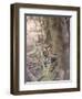 Bengal Tiger, Panthera Tigris Tigris, Bandhavgarh National Park, Madhya Pradesh, India-Thorsten Milse-Framed Photographic Print