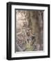 Bengal Tiger, Panthera Tigris Tigris, Bandhavgarh National Park, Madhya Pradesh, India-Thorsten Milse-Framed Photographic Print