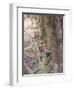 Bengal Tiger, Panthera Tigris Tigris, Bandhavgarh National Park, Madhya Pradesh, India-Thorsten Milse-Framed Photographic Print