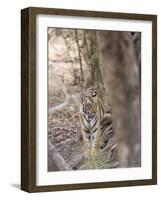 Bengal Tiger, Panthera Tigris Tigris, Bandhavgarh National Park, Madhya Pradesh, India-Thorsten Milse-Framed Photographic Print