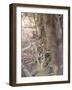 Bengal Tiger, Panthera Tigris Tigris, Bandhavgarh National Park, Madhya Pradesh, India-Thorsten Milse-Framed Photographic Print