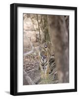 Bengal Tiger, Panthera Tigris Tigris, Bandhavgarh National Park, Madhya Pradesh, India-Thorsten Milse-Framed Photographic Print