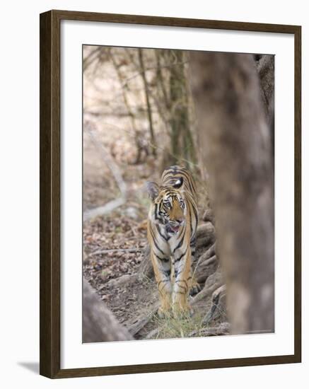 Bengal Tiger, Panthera Tigris Tigris, Bandhavgarh National Park, Madhya Pradesh, India-Thorsten Milse-Framed Photographic Print