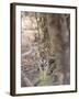 Bengal Tiger, Panthera Tigris Tigris, Bandhavgarh National Park, Madhya Pradesh, India-Thorsten Milse-Framed Photographic Print