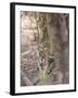 Bengal Tiger, Panthera Tigris Tigris, Bandhavgarh National Park, Madhya Pradesh, India-Thorsten Milse-Framed Photographic Print