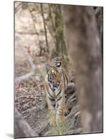 Bengal Tiger, Panthera Tigris Tigris, Bandhavgarh National Park, Madhya Pradesh, India-Thorsten Milse-Mounted Photographic Print