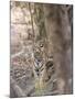 Bengal Tiger, Panthera Tigris Tigris, Bandhavgarh National Park, Madhya Pradesh, India-Thorsten Milse-Mounted Photographic Print