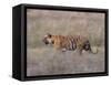 Bengal Tiger, Panthera Tigris Tigris, Bandhavgarh National Park, Madhya Pradesh, India-Thorsten Milse-Framed Stretched Canvas