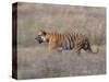 Bengal Tiger, Panthera Tigris Tigris, Bandhavgarh National Park, Madhya Pradesh, India-Thorsten Milse-Stretched Canvas