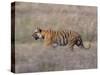 Bengal Tiger, Panthera Tigris Tigris, Bandhavgarh National Park, Madhya Pradesh, India-Thorsten Milse-Stretched Canvas