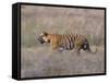 Bengal Tiger, Panthera Tigris Tigris, Bandhavgarh National Park, Madhya Pradesh, India-Thorsten Milse-Framed Stretched Canvas