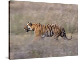 Bengal Tiger, Panthera Tigris Tigris, Bandhavgarh National Park, Madhya Pradesh, India-Thorsten Milse-Stretched Canvas