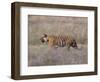 Bengal Tiger, Panthera Tigris Tigris, Bandhavgarh National Park, Madhya Pradesh, India-Thorsten Milse-Framed Photographic Print