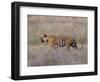 Bengal Tiger, Panthera Tigris Tigris, Bandhavgarh National Park, Madhya Pradesh, India-Thorsten Milse-Framed Photographic Print