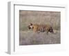 Bengal Tiger, Panthera Tigris Tigris, Bandhavgarh National Park, Madhya Pradesh, India-Thorsten Milse-Framed Photographic Print