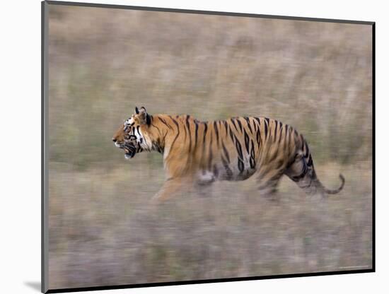 Bengal Tiger, Panthera Tigris Tigris, Bandhavgarh National Park, Madhya Pradesh, India-Thorsten Milse-Mounted Photographic Print