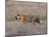 Bengal Tiger, Panthera Tigris Tigris, Bandhavgarh National Park, Madhya Pradesh, India-Thorsten Milse-Mounted Photographic Print